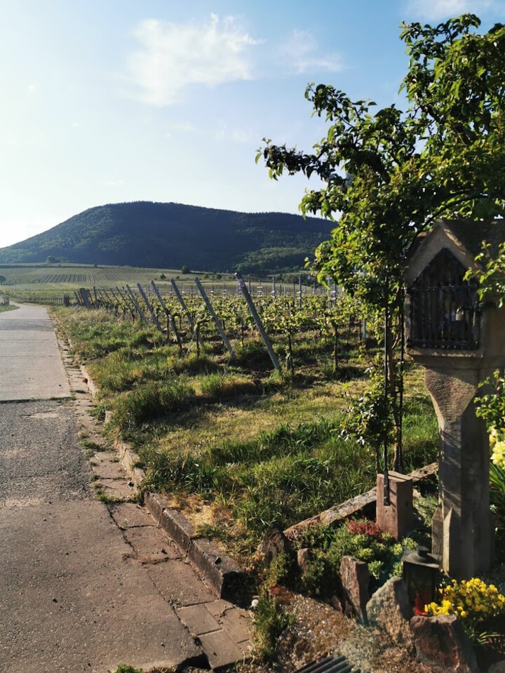 Media / Weingut Kastanienberg, Hainfeld, Pfalz