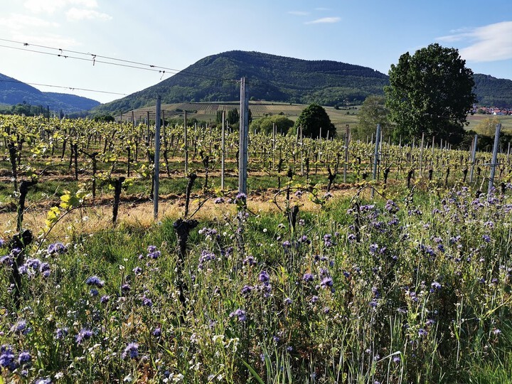 Media / Weingut Kastanienberg, Hainfeld, Pfalz