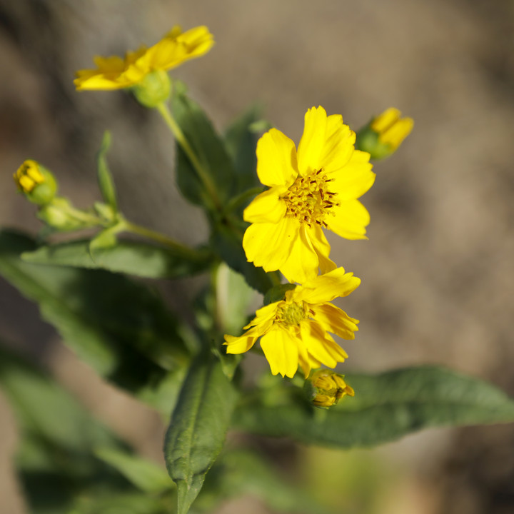 Bild Flora im Weinberg